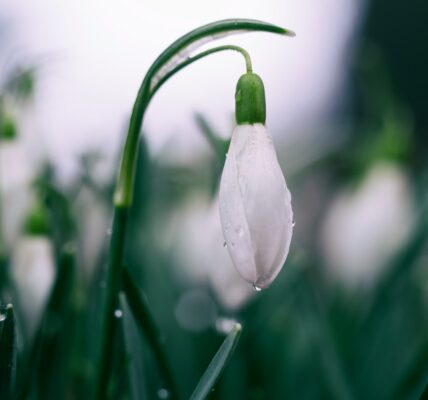 Photo Spring: Floral scarf